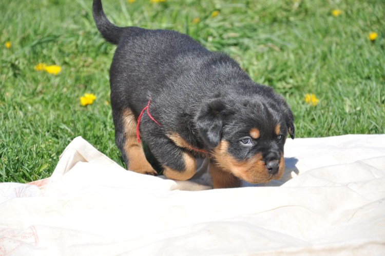 Ротвейлер собака щенок 1 месяц