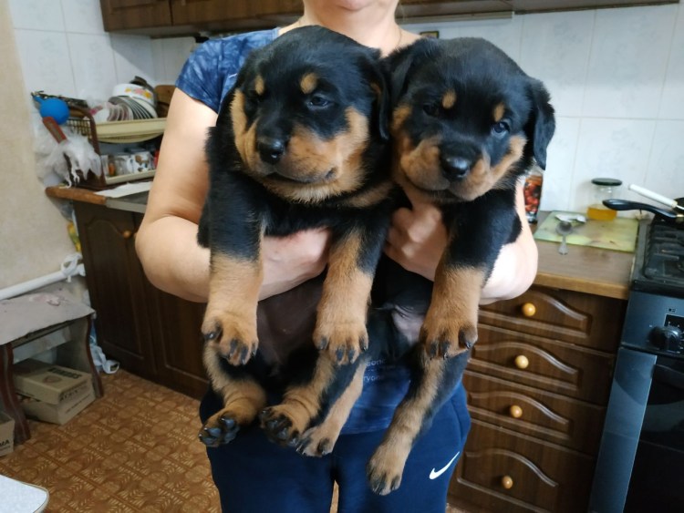 Щенки ротвейлера фото 1 месяц