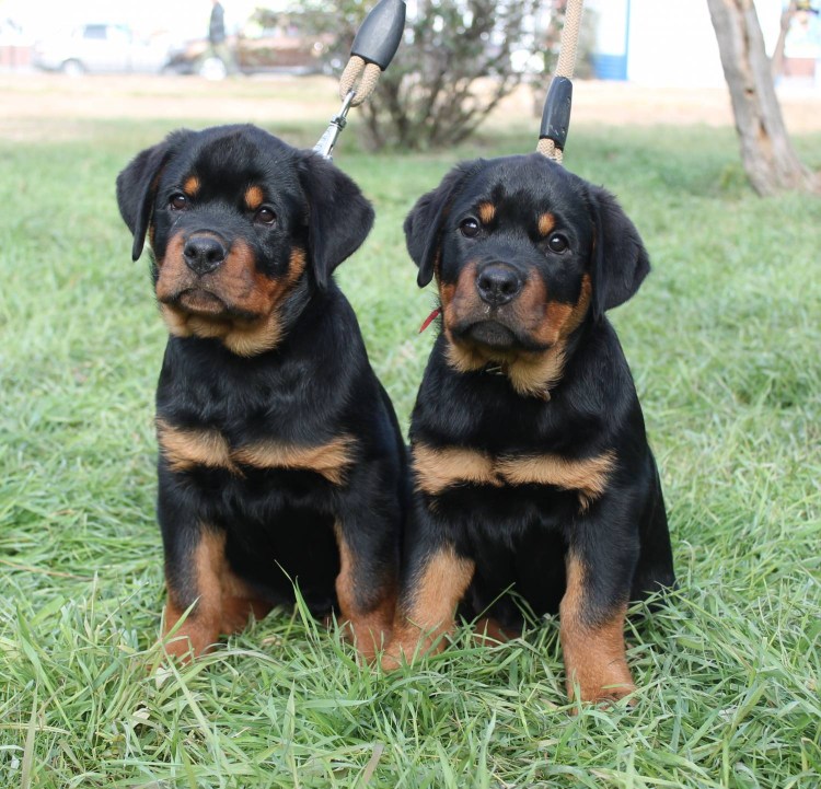 Щенок ротвейлера 3 месяца