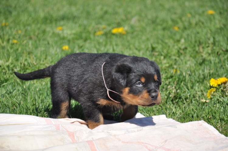 Ротвейлер щенок 1