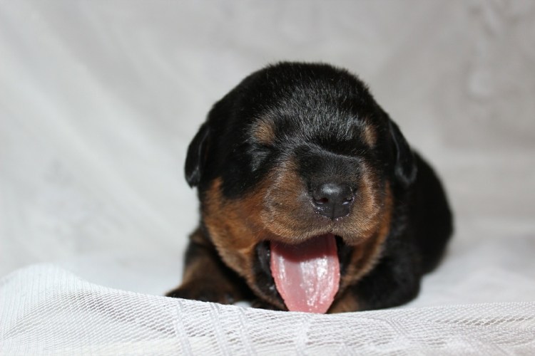 Ротвейлер 2 недели