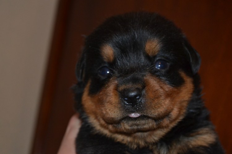 Щенки ротвейлера 2 недели