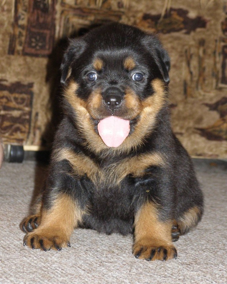 Ротвейлер щенок 1.5 месяца