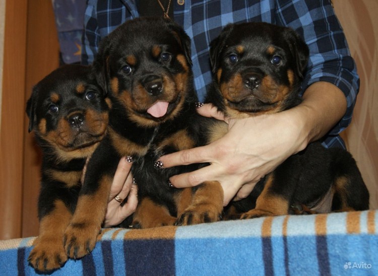 Ротвейлер 2 месяца