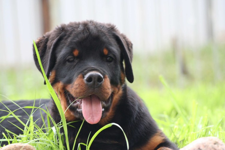 Ротвейлер щенок 1