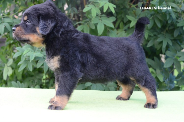 Щенок ротвейлера 1 месяц