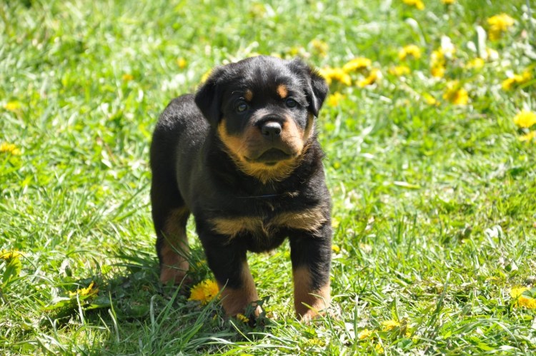 Золотистый ротвейлер