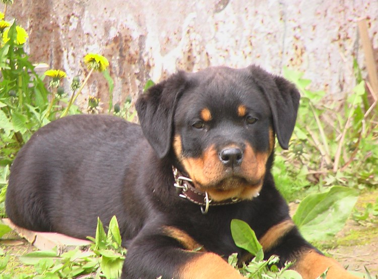 Чистопородный ротвейлер
