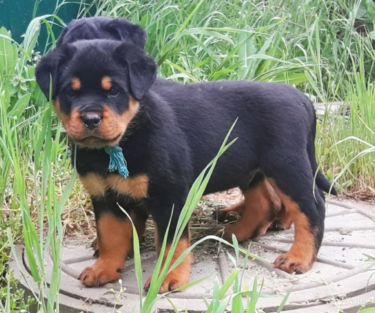 Собербаш питомник