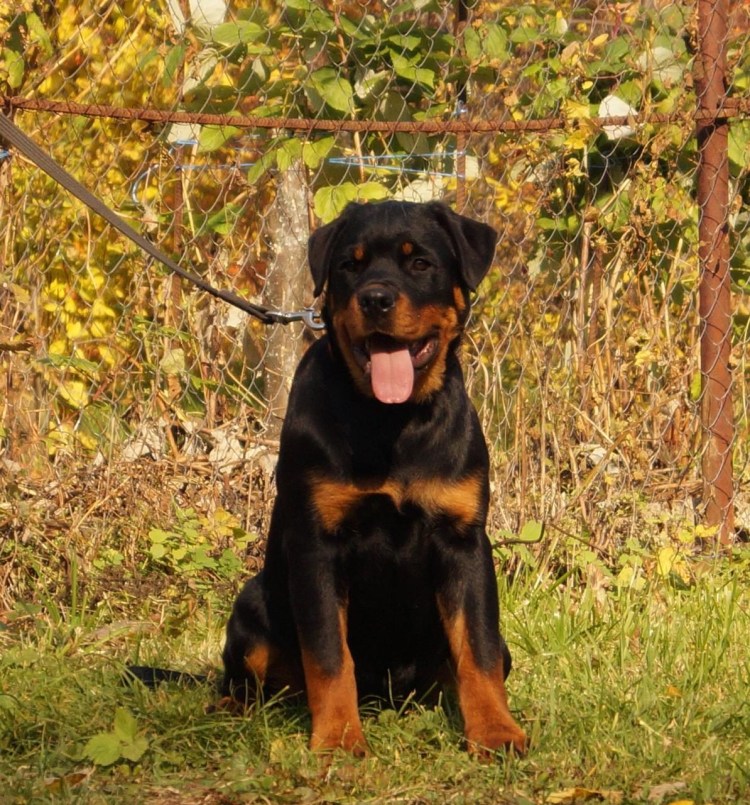 Щенок ротвейлера 6 месяцев