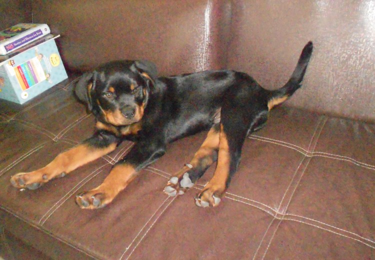 Щенки ротвейлера в 3, 5 месяца