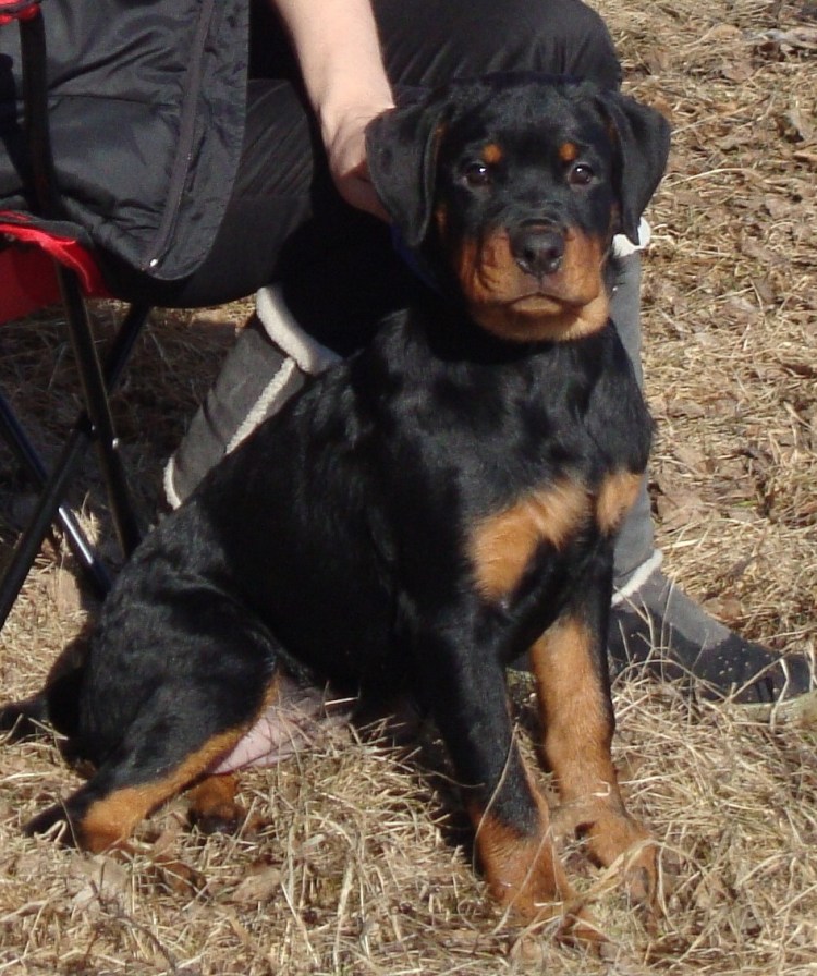 Щенок ротвейлера 3 месяца