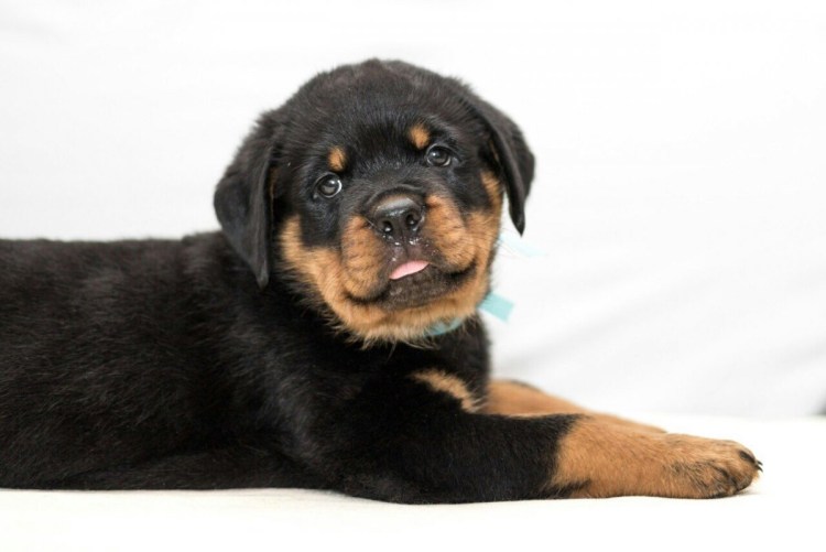 Ротвейлер собака щенок 1 месяц