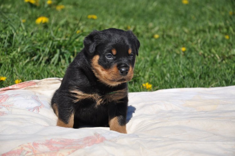 Щенки ротвейлера фото 1 месяц