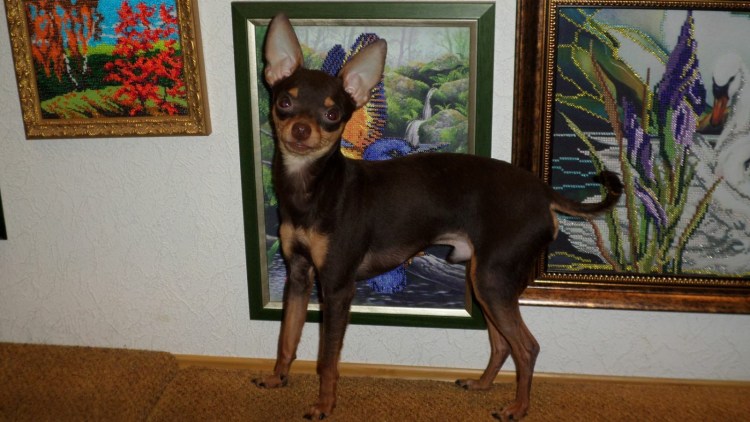 Русский той терьер черно подпалый