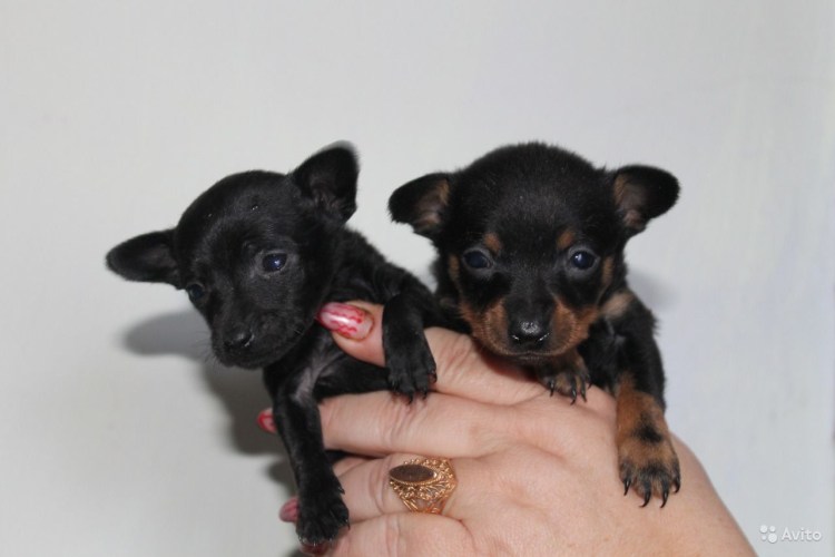 Русский той терьер черный