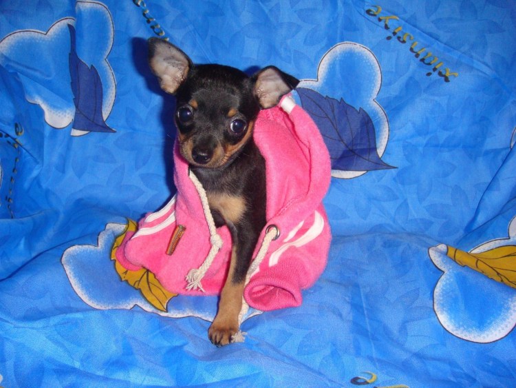 Русский той терьер гладкошерстный