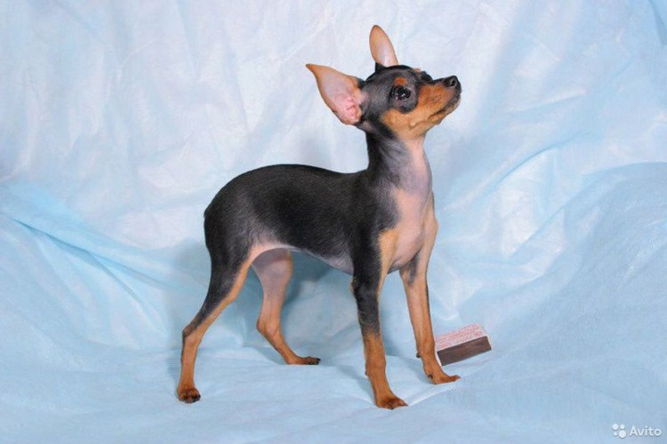 Пражский крысарик