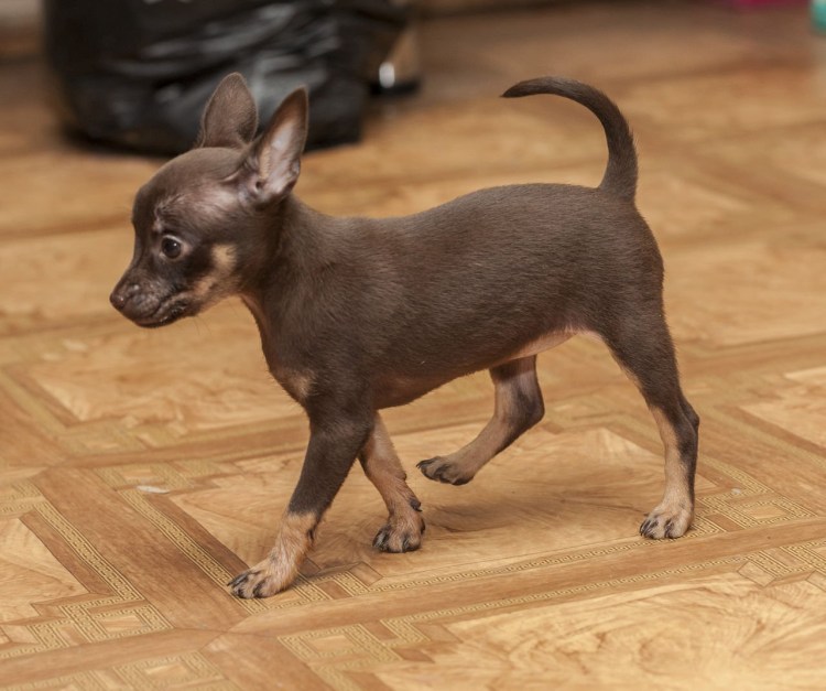 Русский той терьер коричнево подпалый