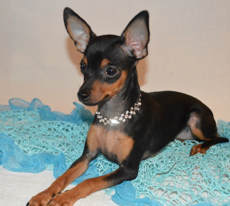 Той терьер гладкошерстный