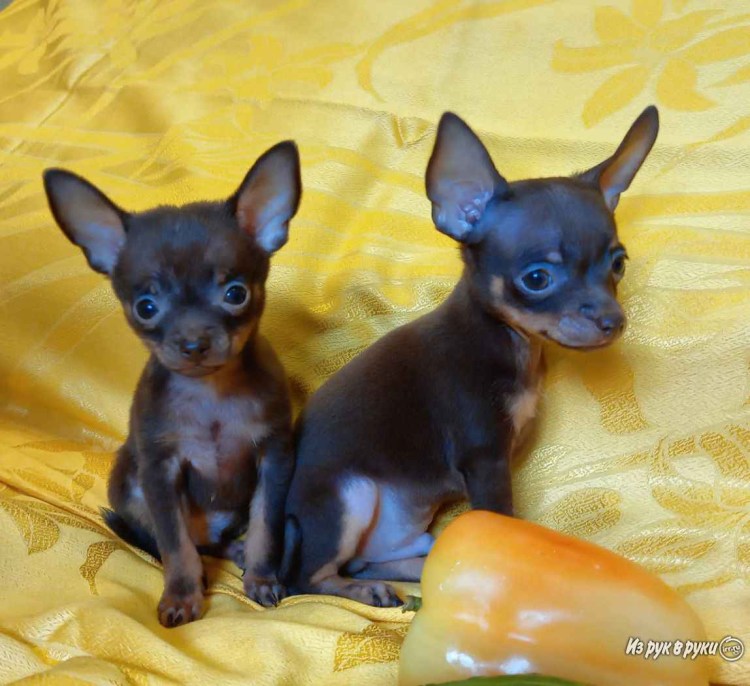 Той терьер щенок