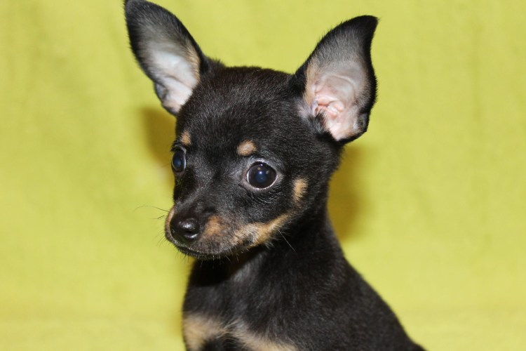 Щенок той терьера 2 месяца