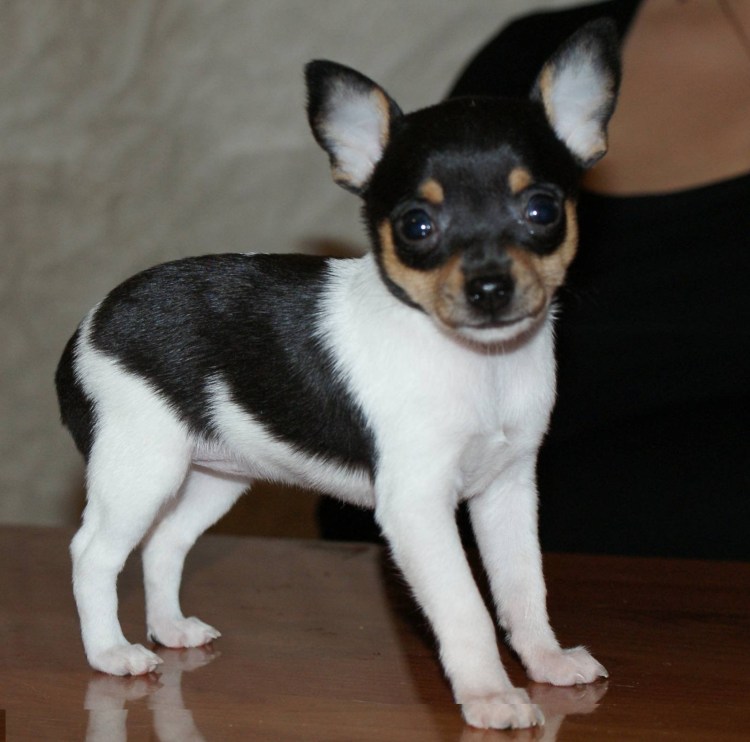 Черно-подпалый терьер