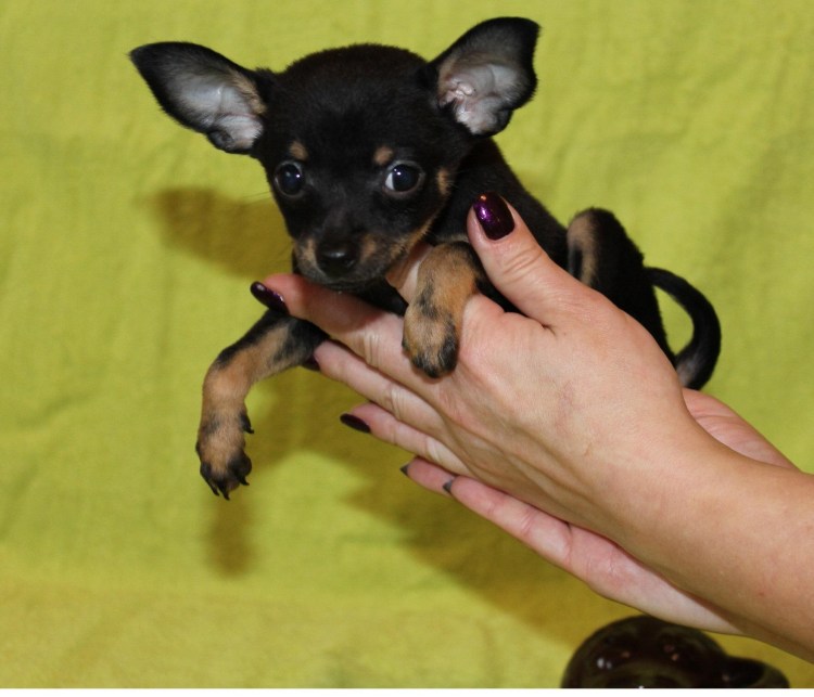 Русский той терьер гладкошерстный