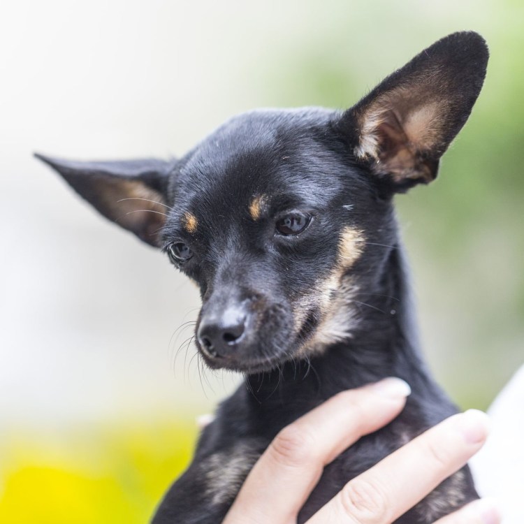 Карликовый терьер