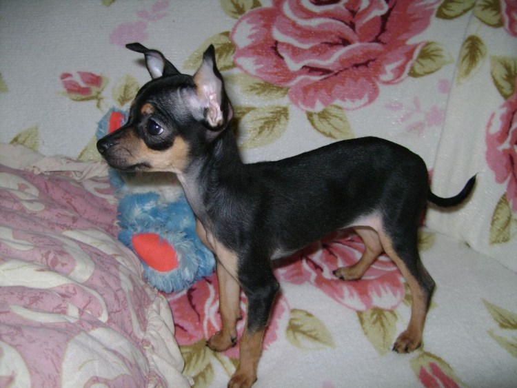 Русский терьер гладкошерстный