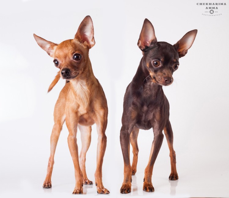 Той терьер длинношерстный