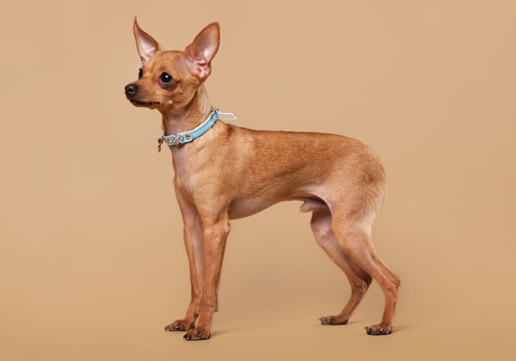 Американский той Фокстерьер