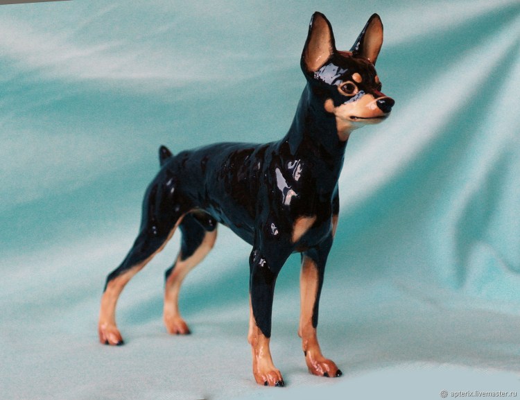 Русский той терьер гладкошерстный