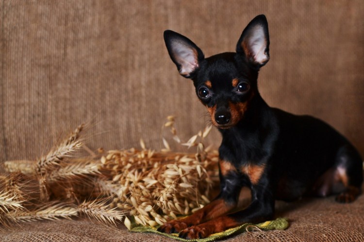 Русский карликовый той терьер