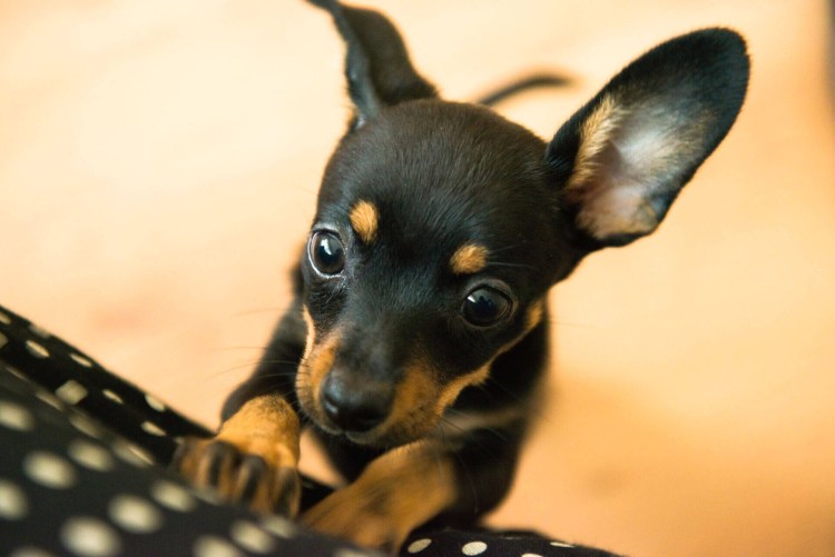 Русский той терьер гладкошерстный