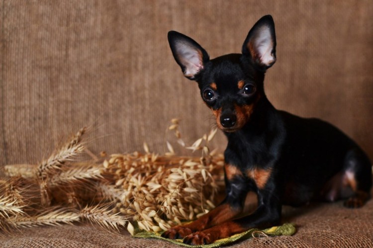 Чихуахуа короткошерстные черные