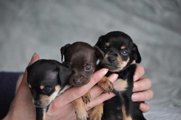 Манчестерский пинчер