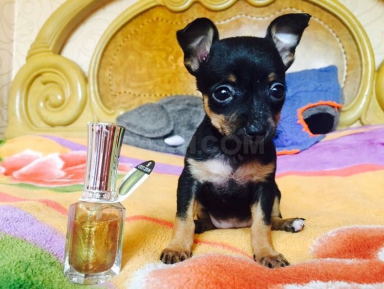 Черно подпалый той терьер гладкошерстный щенок