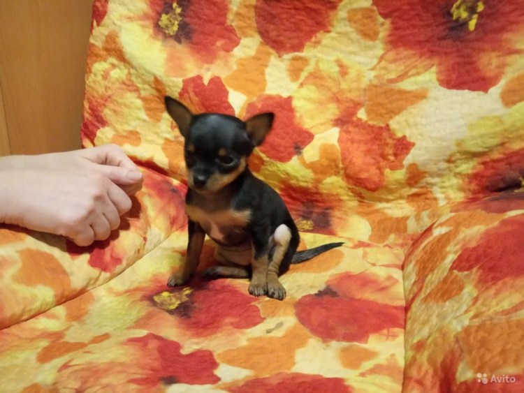 Пражский крысарик