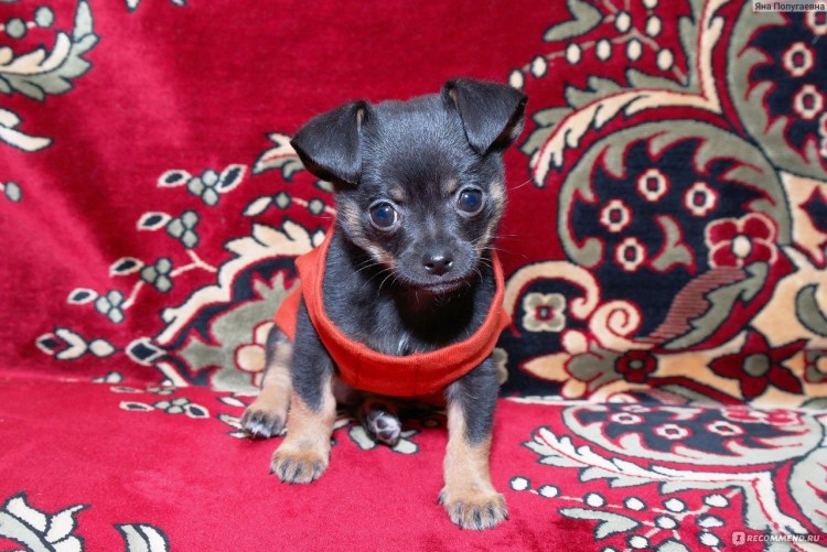 Той терьер короткошерстный