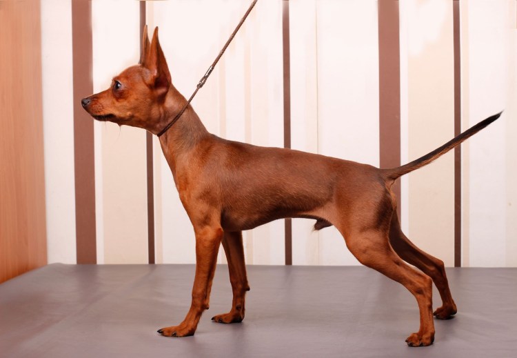 Чихуахуа черный гладкошерстный