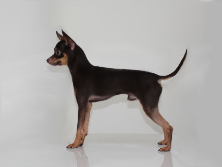 Русский той терьер гладкошерстный