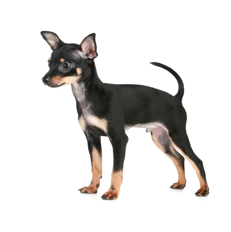 Русский той терьер гладкошерстный