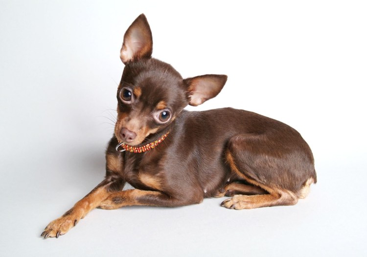 Рассел торьтерьер