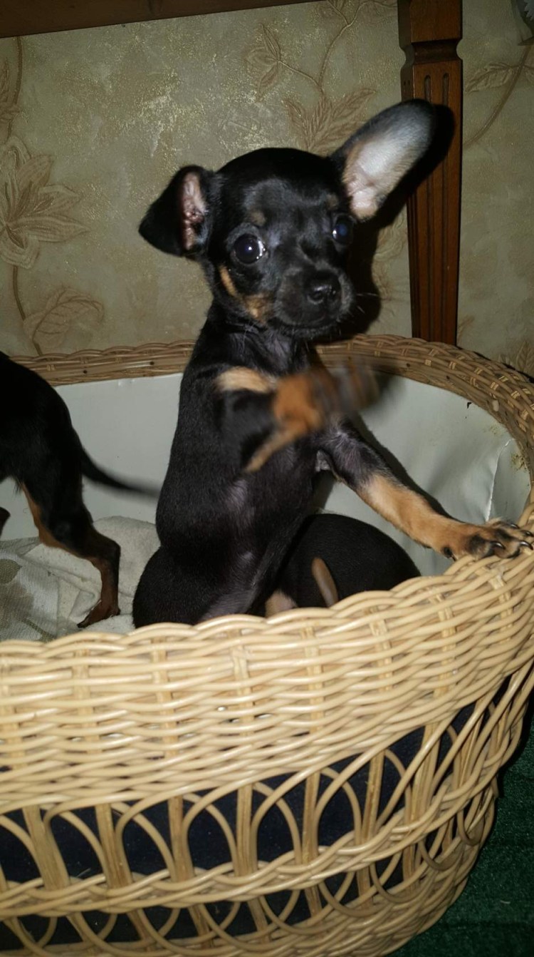 Русский той терьер черный