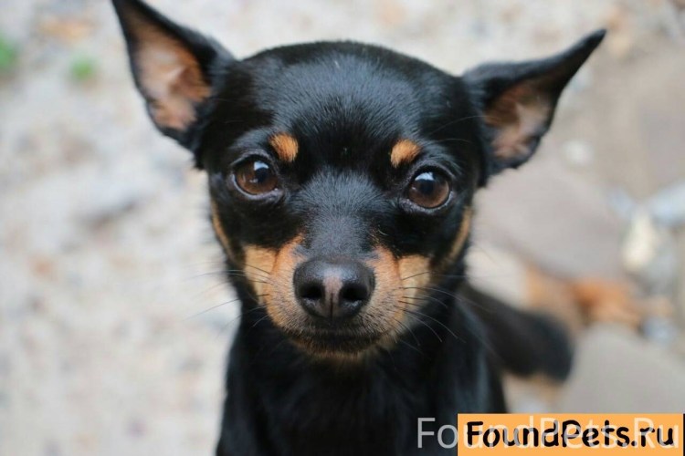 Русский той терьер мини черный