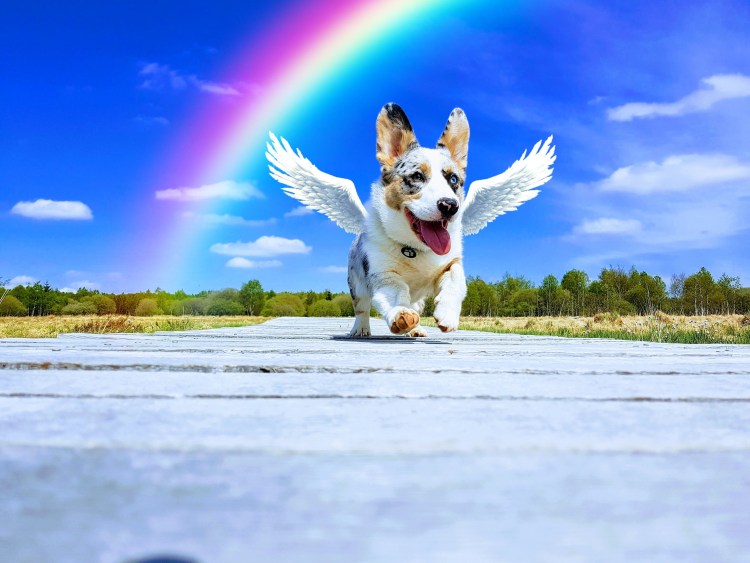 Собака с крыльями