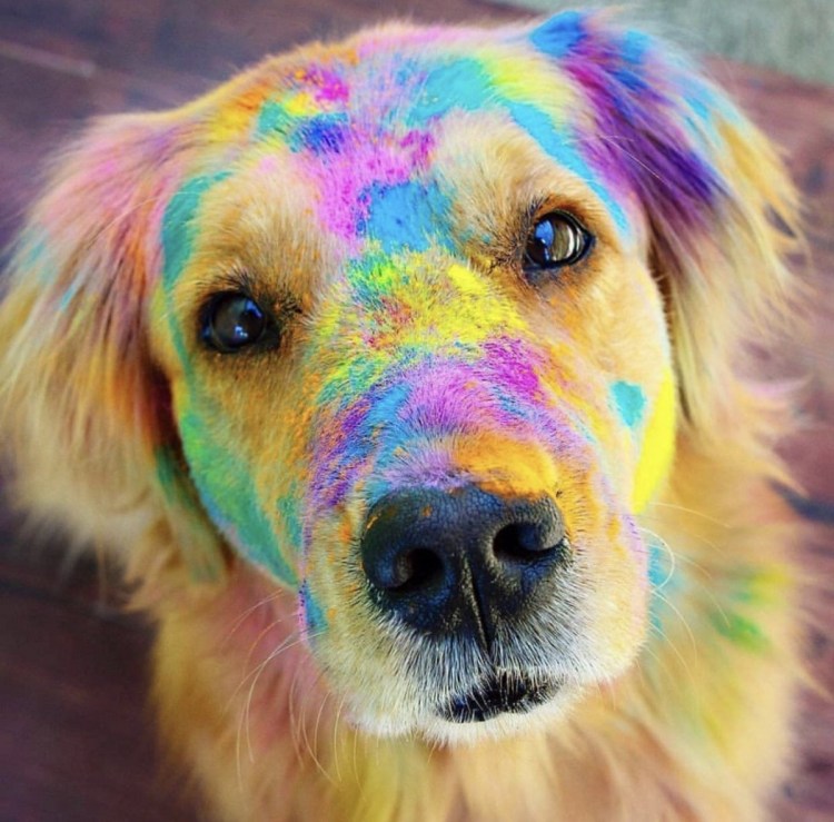 Радужные собаки