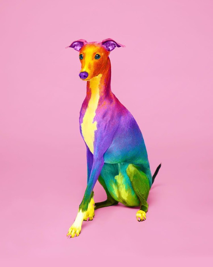 Эстетика собак