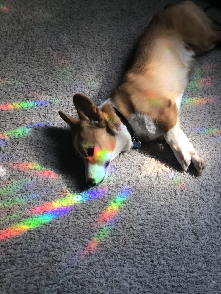 Собачка на радуге